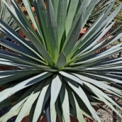 Agave dasylirioides - Agave dasylirioides