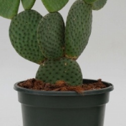 Figuier de Barbarie Macrocalyx