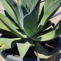 Agave attenuata 'Blue Flame'