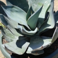 Agave celsii 'Nova'