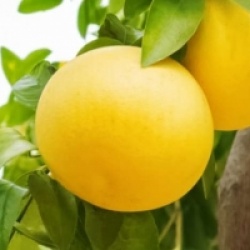 Pamplemoussier Amarillo