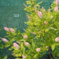 Clethra alnifolia 'Pink Spire'