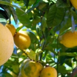 Citrus x paradisii 'Star Ruby'