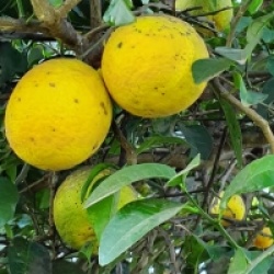 Citrus limon x Citrus paradisii - Pamplemoussier Lipo