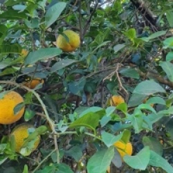 Citrus limon x Citrus paradisii