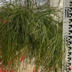 Russelia equisetiformis