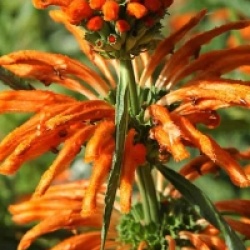 Leonotis leonurus 