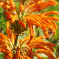 Leonotis leonurus 