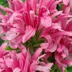 Justicia carnea