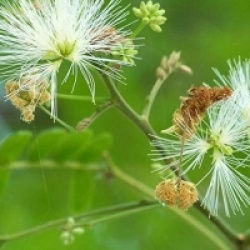 Albizia lebbeck