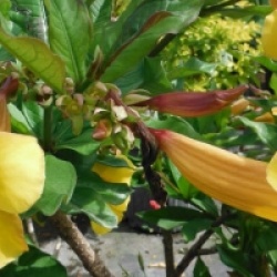 Allamanda cathartica