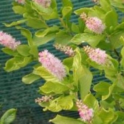 Clethra alnifolia 'Pink Spire'