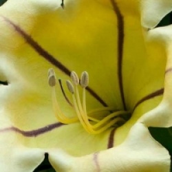 Solandra maxima
