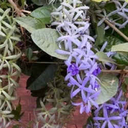 Petrea volubilis - P�tr� volubile