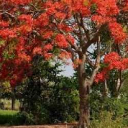 Delonix regia