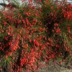 Russelia equisetiformis