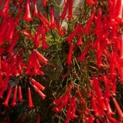 Russelia equisetiformis - Plante corail