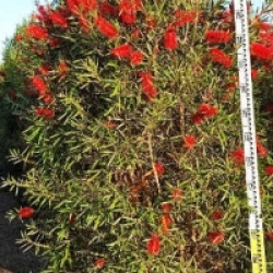 Callistemon viminalis 'Captain Cook'