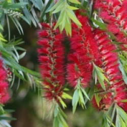 Callistemon viminalis 'Captain Cook'