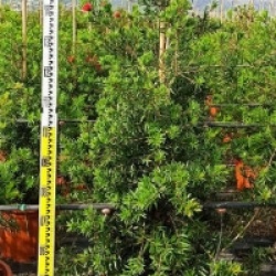 Callistemon viminalis 'Captain Cook'