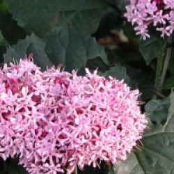 Clerodendrum bungei 'Pink Diamond'