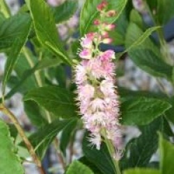 Clethra alnifolia 'Pink Spire'
