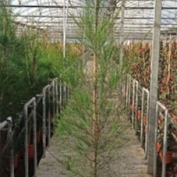 Casuarina cunninghamiana