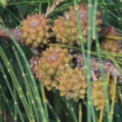 Casuarina cunninghamiana