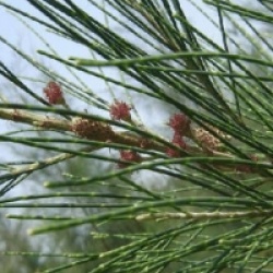 Casuarina cunninghamiana