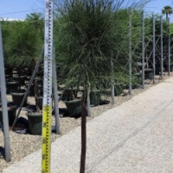 Casuarina cunninghamiana