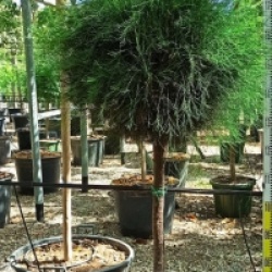 Casuarina cunninghamiana