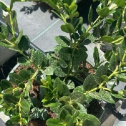 Carissa macrocarpa grandiflora