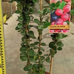 Carissa macrocarpa grandiflora