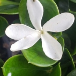 Carissa macrocarpa grandiflora