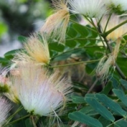 Albizia kalkora - Arbre � soie Persane