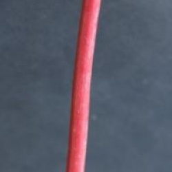 Acer davidii 'Ernest Wilson'