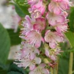 Clethra alnifolia 'Pink Spire' - Cl�thre � fleurs roses