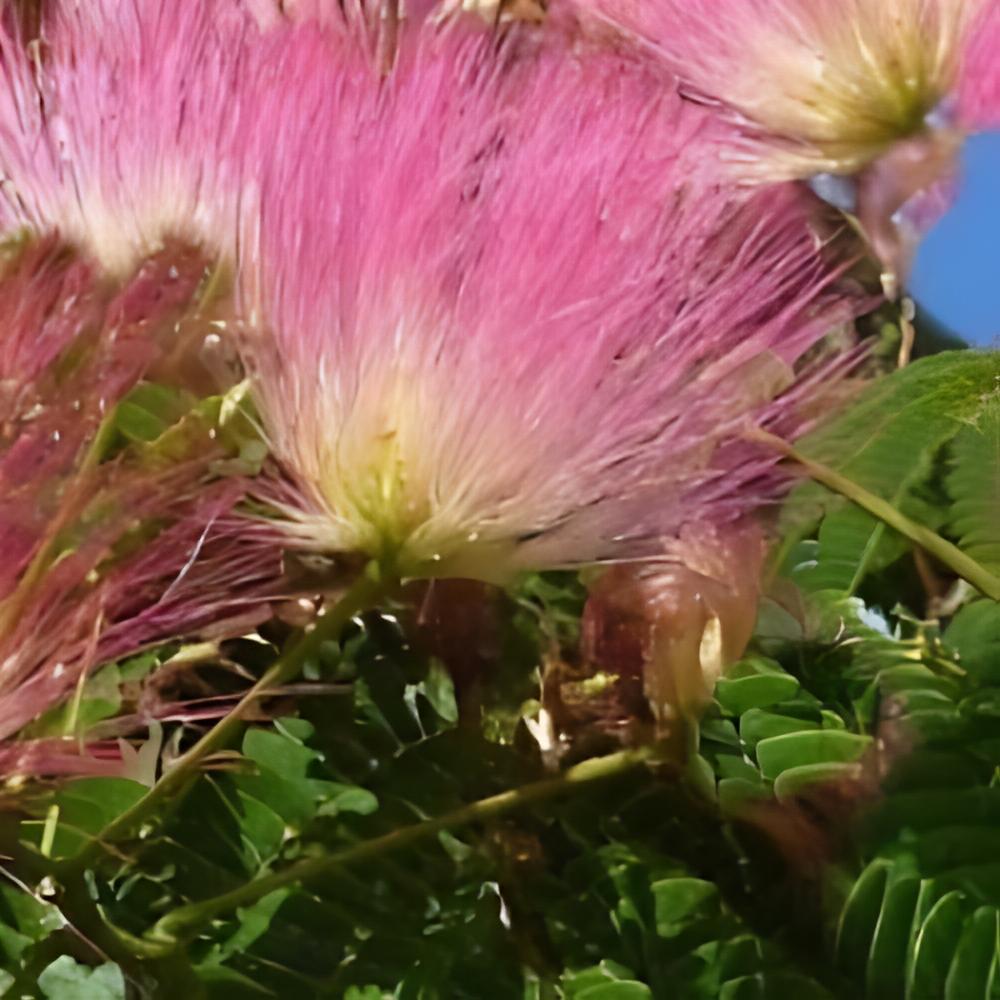 Albizia saman - Arbre � pluie