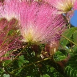 Albizia saman