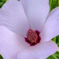 Alyogine Delightfully