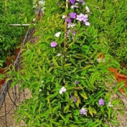 Brunfelsia pauciflora
