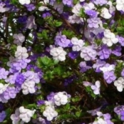 Brunfelsia pauciflora