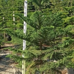 Araucaria heterophylla - Pin de Norfolk