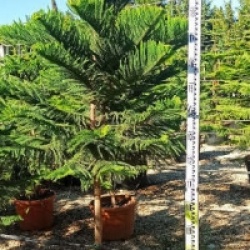Araucaria heterophylla
