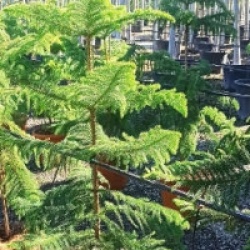 Araucaria heterophylla