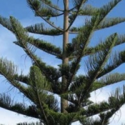 Araucaria heterophylla