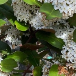 Acokanthera oblongifolia