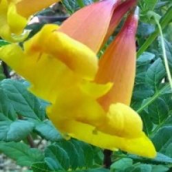 Tecomaria 'Tropical Twist�' - Ch�vrefeuille du Cap