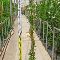 Solanum rantonnetii alba - Arbre � gentiane blanc