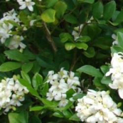 Murraya paniculata - Buis de Chine